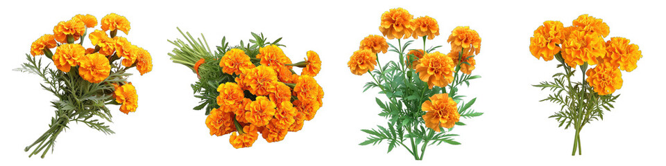 A Bunch Of Fresh Fragrant Mexican marigold Hyperrealistic Highly Detailed Isolated On Transparent Background Png File White Background Photo Realistic Image