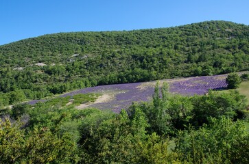 Fototapeta na wymiar Lavender field in the Baronnies in the South East of France, in Europe