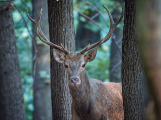 Mature Red Deer Stag (Cervus elaphus) Peeking through Trees