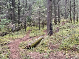 troncos y raíces de árboles de un bosque verde