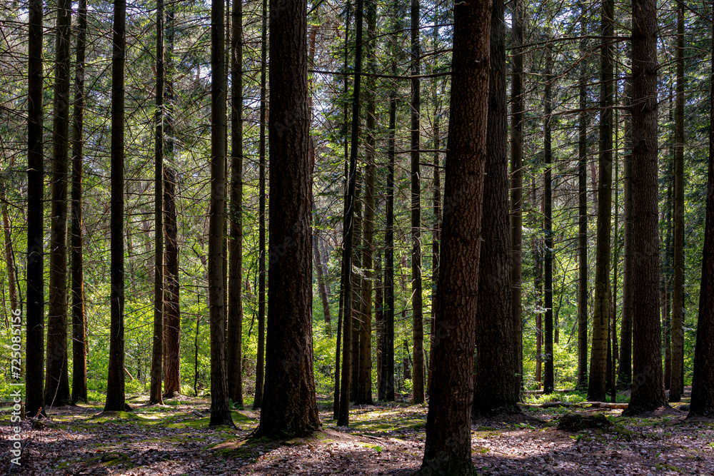 Wall mural Spring landscape with pine trees trunk in the forest with green grass, A pine is any conifer in the genus Pinus of the family Pinaceae, Pinus is the sole genus in the subfamily Pinoideae, Netherlands.