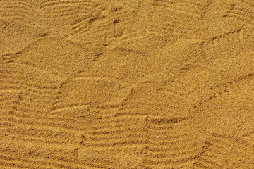 Yellow golden rice kernel under to sun after harvested, Drying rice paddy on the floor in outdoor open air, Countryside farm in the northern of Thailand, Agriculture texture pattern background.