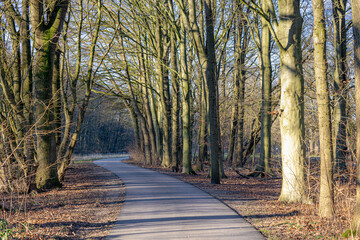 Gravel pathway through the wood in winter with sunlight, Rows of bare trees along both side of walkways and dried leaves, Amsterdamse Bos (Forest) Amsterdam, Netherlands, Beautiful nature background.