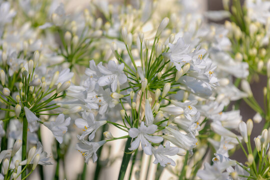 Selective focus of white flowers Agapanthus africanus in the garden with sunlight, The African lily, is a flowering plant from the genus Agapanthus, Nature floral pattern background.