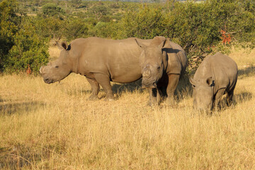 Breitmaulnashorn / Square-lipped rhinoceros / Ceratotherium simum..