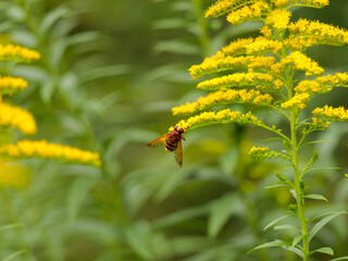 hoverfly and the yellow flower in nature