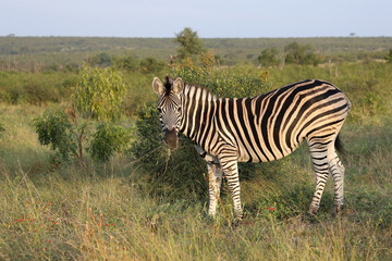 Naklejka premium Steppenzebra / Burchell's zebra / Equus quagga burchellii
