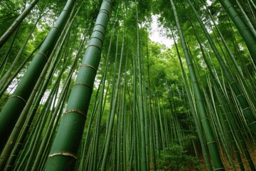 a tall green bamboo trees