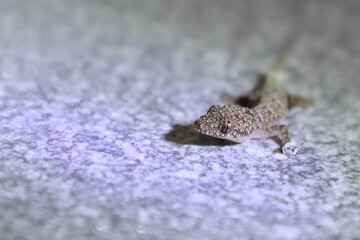 Afrikanischer Hausgecko / Moreau's tropical house gecko or Afro-American house gecko / Hemidactylus mabouia