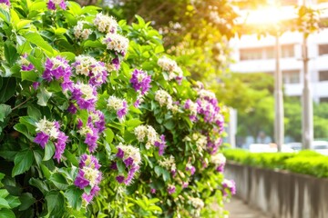 Fototapeta na wymiar a group of purple and white flowers on a bush