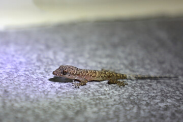 Afrikanischer Hausgecko / Moreau's tropical house gecko or Afro-American house gecko / Hemidactylus mabouia