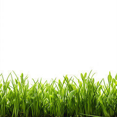 Fototapeta premium Isolated green grass on white background