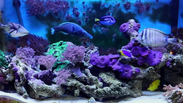 Several fishes are in aquarium with corals and algae