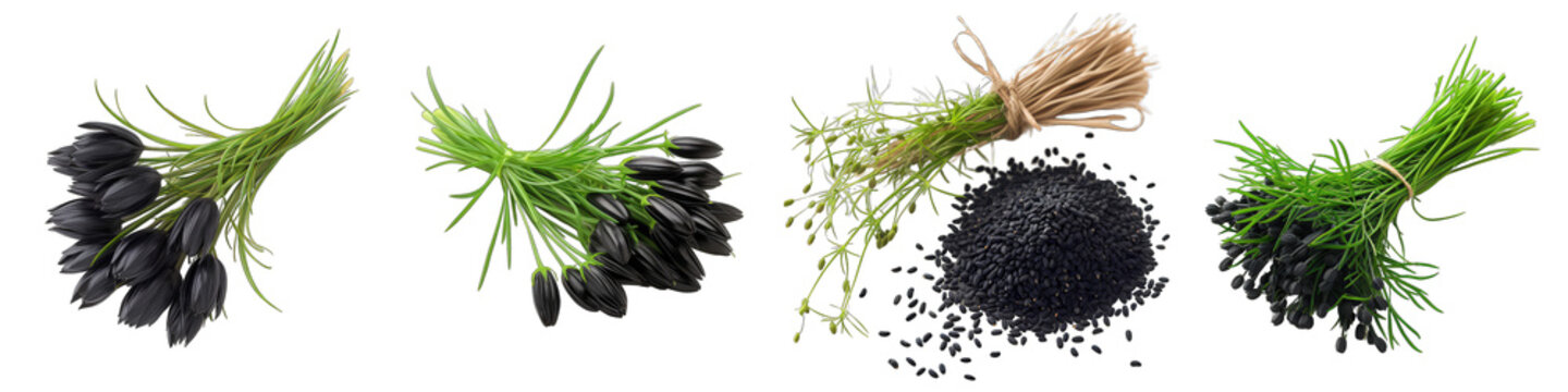 A Bunch Of Fresh Fragrant black cumin Bunium persicum Hyperrealistic Highly Detailed Isolated On Transparent Background Png File White Background Photo Realistic Image