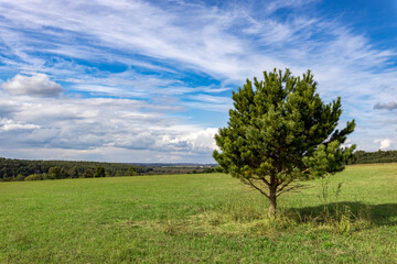 Fototapeta na wymiar single pine tree in a field, bright green field with tree against blue sky