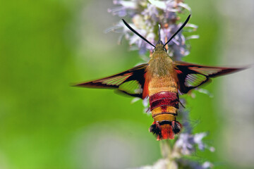 Humingbird moth