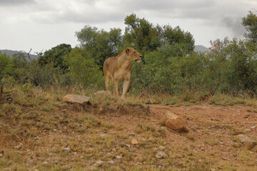 Afrikanischer Löwe / African lion / Panthera leo.