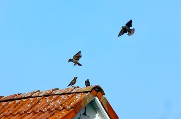Stare fliegen in einem Schwarm über ein Haus, Star landet auf einem Hausdach, Vogel (Star) sitzt...