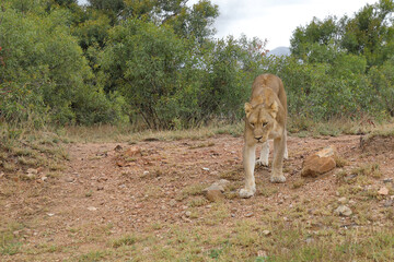 Afrikanischer Löwe / African lion / Panthera leo.