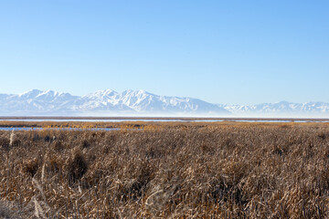 landscape with snow