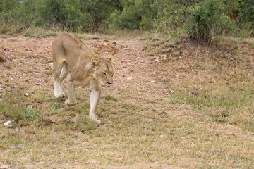 Afrikanischer Löwe / African lion / Panthera leo.