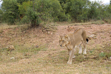 Afrikanischer Löwe / African lion / Panthera leo.