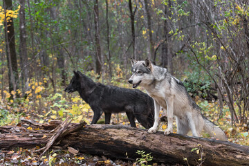 Grey Wolves (Canis lupus) by Log One On One Off Autumn