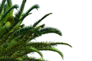 Realistic palm branches isolated on white background