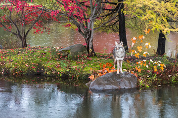 Coyote (Canis latrans) Front Paws on Rock on Rainy Autumn Island