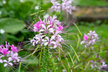Wild Spider Flower, Spider Weed (Purple Cleome) which grows abundantly in a garden