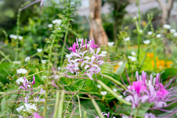 Wild Spider Flower, Spider Weed (Purple Cleome) which grows abundantly in a garden