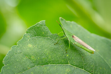 atractomorpha crenulata which is one of the pests that is on green leaves