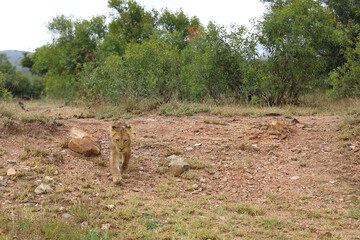 Afrikanischer Löwe / African lion / Panthera leo...