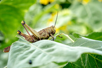 grasshopper which is one of the plant pests in a park in the city of Bogor
