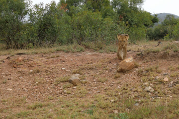Afrikanischer Löwe / African lion / Panthera leo...