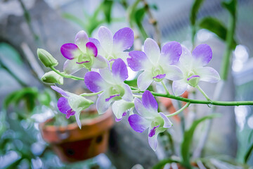 Dendrobium orchids (Sunan Blue) which grow abundantly in a city park in the city of Bogor