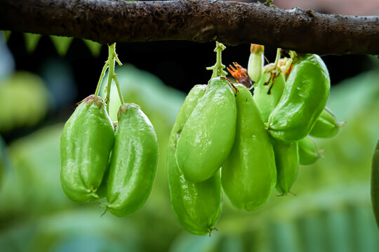 Averrhoa bilimbi grows abundantly in the yard