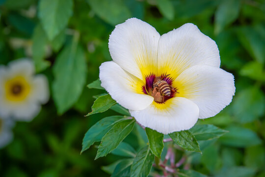 a bee perched to look for honey on turnera subulata flowers in a park in the city of Bogor