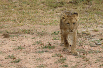 Afrikanischer Löwe / African lion / Panthera leo...