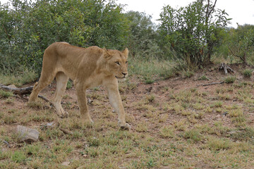 Afrikanischer Löwe / African lion / Panthera leo.