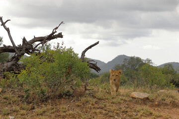 Afrikanischer Löwe / African lion / Panthera leo...