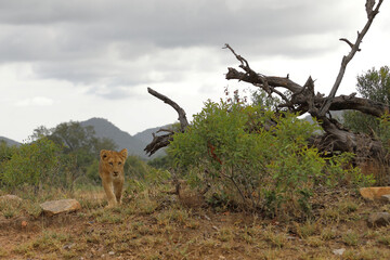 Afrikanischer Löwe / African lion / Panthera leo...