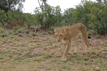 Afrikanischer Löwe / African lion / Panthera leo.