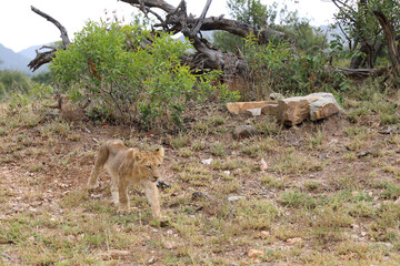 Afrikanischer Löwe / African lion / Panthera leo...