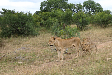 Afrikanischer Löwe / African lion / Panthera leo...