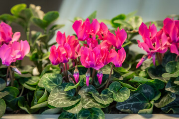 A close up of vibrant pink cyclamen flowers in a window box, with a shallow depth of field