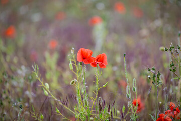Poppies in a field in Sussex, with a shallow depth of field