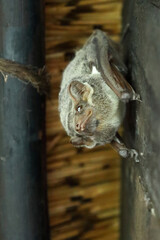 Mauritius-Grabfledermaus / Mauritian tomb bat / Taphozous mauritianus
