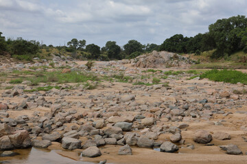 Afrikanischer Busch - Krügerpark - Mlambane River / African Bush - Kruger Park - Mlambane River /