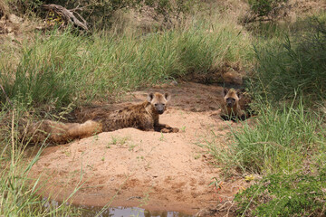 Tüpfelhyäne / Spotted hyaena / Crocuta crocuta
